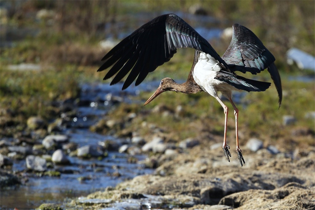 体弱|没良心的母黑鹳,啄伤体弱的幼鸟,还把它丢窝外,让苍鹭叼走