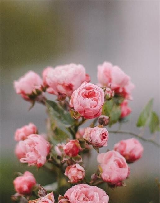 三大|人中龙凤,即使被埋没,最终出人头地的三大生肖