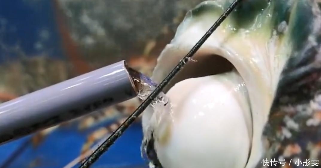 渔民|米其林厨师用刀“豪取”螺肉,渔民看到后怒了:不懂就别瞎做!