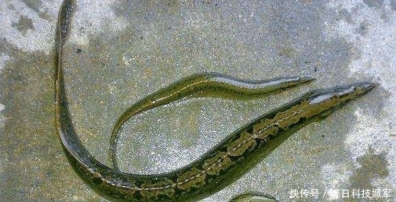 常见|乡下河里常见的一种鱼, 以前不吃扔掉, 现在高达一百元一斤