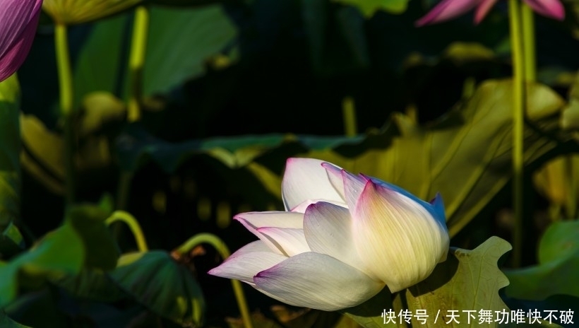 朋友|10月开始,时来运转,财运亨通,事业上升的四大生肖