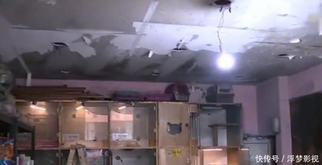 打瞎|小伙玩“水弹枪”打瞎猫咪,充电又把宠物店烧了,店主曾多次劝说