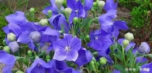 祛痰|农村一种野草是药食两用的药材，可以散寒祛痰，现在亩产值4千元