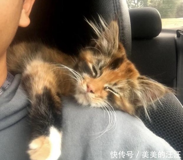家里|流浪小猫太饿向人类求助,填饱肚子之后,赖在主人家里不走了