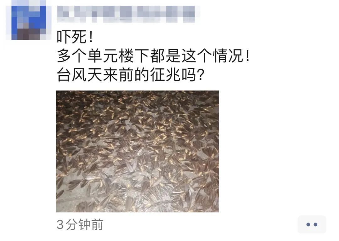  暴雨|头皮发麻！暴雨过后，多处出现小飞虫！