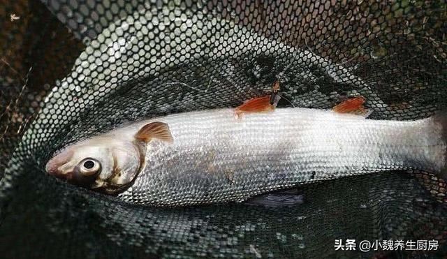 放置很久|买鱼时,遇到这五种鱼转身就走,浪费钱还不健康,内行人从来不买