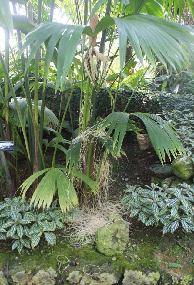 植物|世界上最奇特的植物，盛开的花朵像方便面，勾起人想吃的欲望