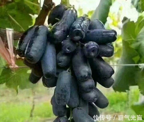  全家|此树非常高产，沾土就活，甜度高，院子里种一株，来年全家吃不完