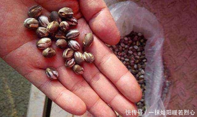 即可|将虫卵丢进火里烤,爆开后即可食用,100多块钱一斤你愿意吃吗?