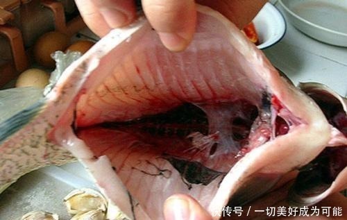 去掉|做鱼时,不管什么鱼,只要去掉这“4个部位”,就能彻底去腥除味