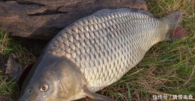为啥|同样都是鱼,河鱼和海鱼都可以吃,为啥井鱼不可以吃大有学问