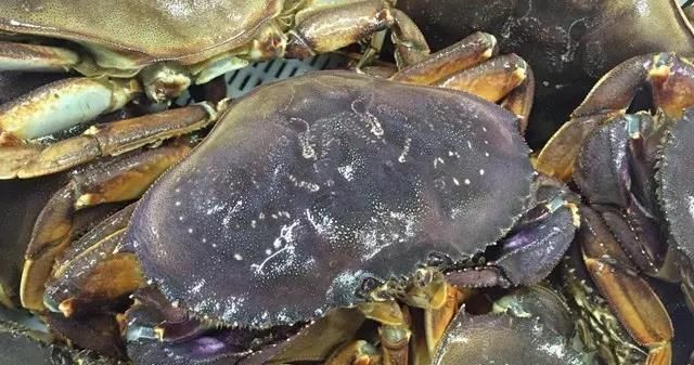 海鲜|世界上65种珍奇海鲜,贝爷都不敢说全部吃过,你吃过几种