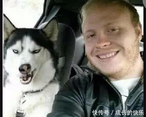 随便|千不要随便和哈士奇拍照,有一百种方法抢镜,铲屎官无奈了