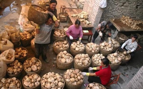 玉米|它是“假玉米”,全株含毒,如今供不应求,农民都吃了800年