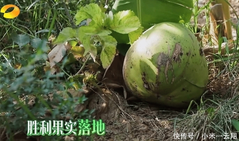 椰子树|彭昱畅爬完椰子树后,那把刀取下来没有?《向往的生活》导演回应了