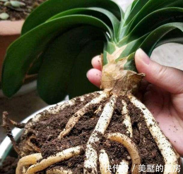 盆里|秋天养花有诀窍,做好这几步,盆里都是面条根