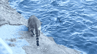 鸡成|搞笑GIF:这只鸡成精了吧!这么高还敢飞,真把自己当鸽子啦