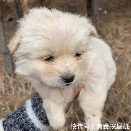  感动|流浪狗蹲在她面前直勾勾的望着，女孩喂它点吃的后接下来感动坏了