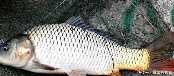 养殖|它曾是“四大名鱼”之一，想吃靠运气，如今5元一斤没人买，可惜