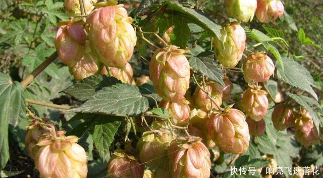 民间|它是制作啤酒的材料,目前100元一斤,民间山里就有,认识吗