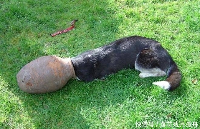  陷入|直击: 陷入各种“困境”的动物奇葩瞬间