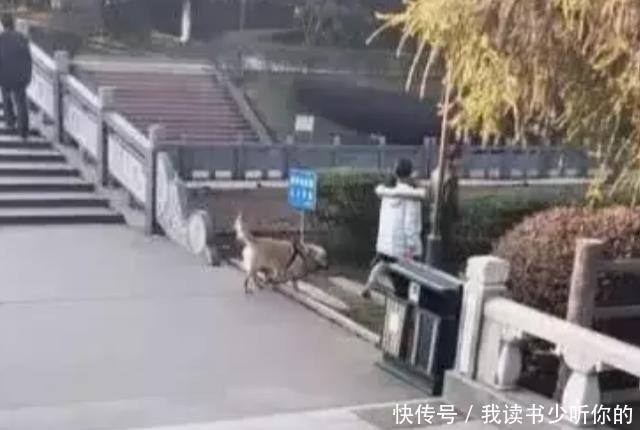 遛狗|佛系女孩上演遛狗最高境界，狗子: 你快把绳儿牵上，这样我很尴尬
