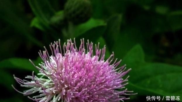  喂猪|农村常见的刺儿菜，过去农民用来喂猪，没想到它还有这些用处！