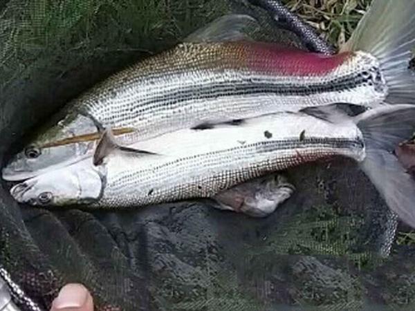 经完全消失|曾经的“长江一霸”,如今却无奈出国,到别国“求生存”