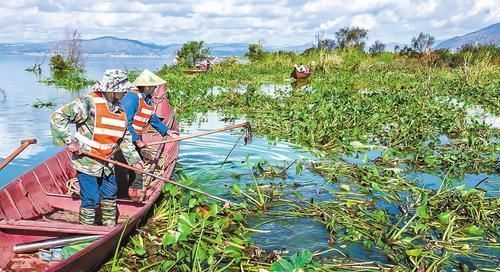 野菜|原产巴西,曾是水中一大祸害,如今成高档野菜,4元一斤