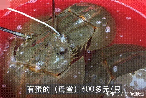 眼镜蛇|记者暗访多地发现仍有人偷卖野味：可预定竹鼠，眼镜蛇85元1斤！