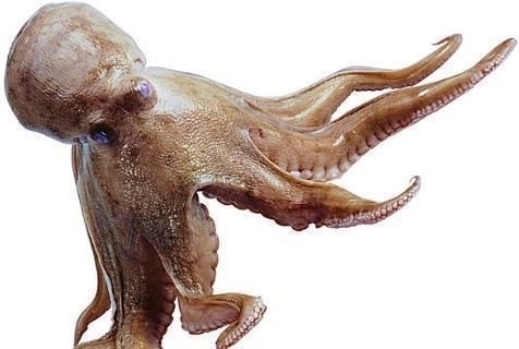 好吃|章鱼须这样做太好吃了,香嫩入味,麻辣爽口,好吃到停不下来