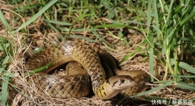 展品|男子用野生动物作展品，民警现场查获2.1米草花蛇