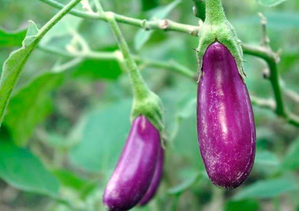 栽培技术|茄子种植栽培技术要点,以及科学化田间管理,进来看看