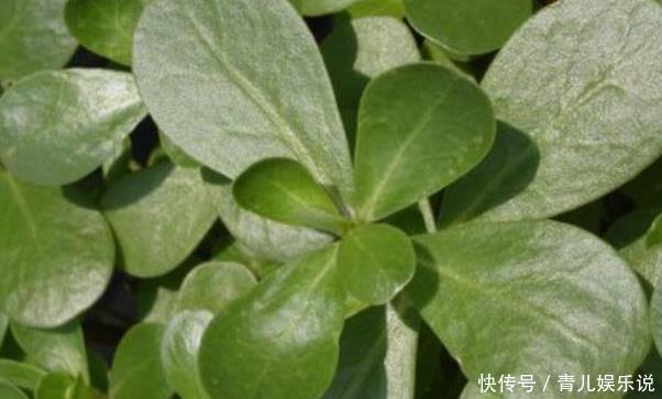 长寿菜|“吃了马齿苋,一年无病害”,被称长寿菜的马齿苋,值得你了解