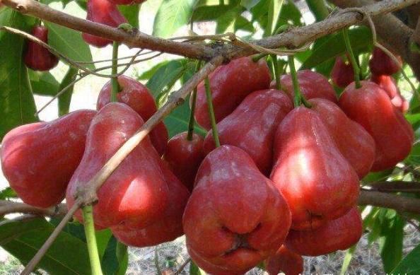 空气|世界上“没味道”的4类水果,最后一个就像是在“吃空气”