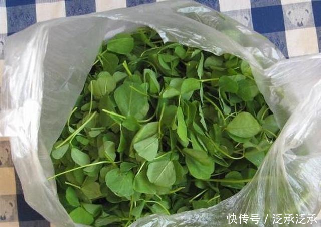 上市|被种植1千多年,常年被用作饲料,如今鲜嫩上市,生煸很美味