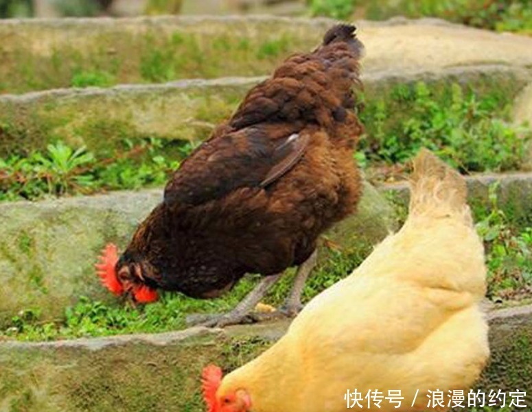 从来不|为什么鸡蛋被人拿走，母鸡从来不生气看完涨知识