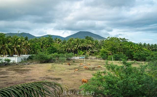 爱上读书馆|三亚,一个去了就不想走的城市4天3晚,带你玩转三亚精华