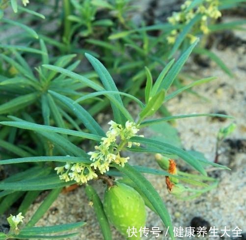 地梢瓜|它素有“钙王”之称，口感香脆美味，栽培前景广阔！