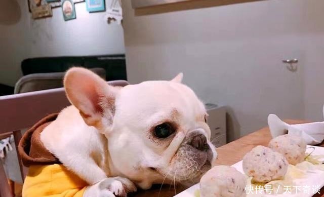 沙发|为什么70%的狗不喜欢睡狗窝,非要睡沙发或者是床呢