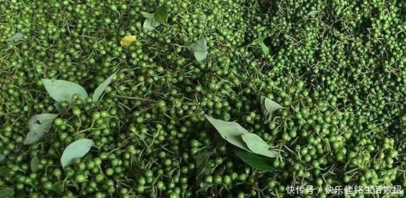 咸丰|在咸丰吃饭,我被山胡椒迷了魂!