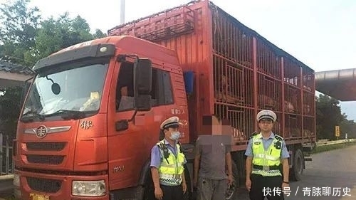  手续|罚！无任何手续偷运价值30万元生猪，司机被罚15万！