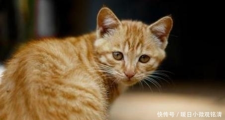 讨厌|心理测试：你最讨厌哪一只猫？测你身上的什么让爱人不能忍受