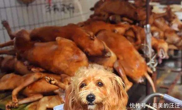 伤口|女孩被压废墟无法救援，警犬不顾伤口拖出女孩，让人感动！