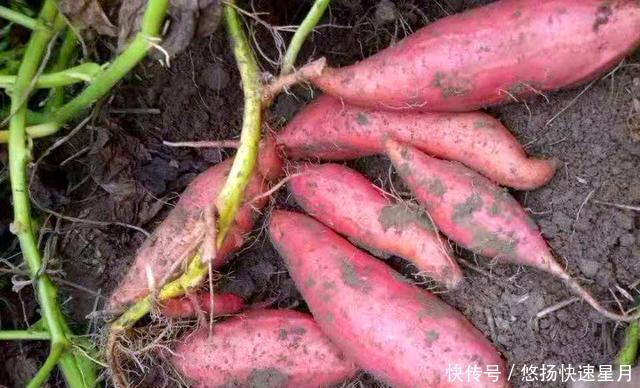 红心|同是红薯,“红心”和“黄心”的有啥区别,老农民别再瞎买了