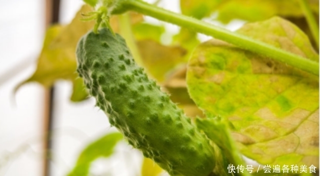 标准|带花黄瓜吃不得？弯直是判断黄瓜是否有害的标准？