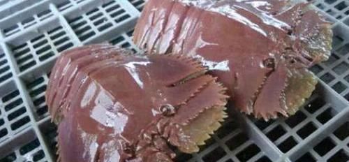 美食|在柬埔寨吃顿饭，只点了2只不起眼的'拖鞋龙虾'，结账时快哭了