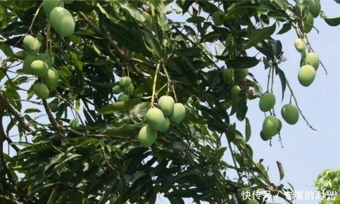 野果|山里的一种野果，肠道的清洁剂，餐后吃一个，排油祛脂能调理脾胃