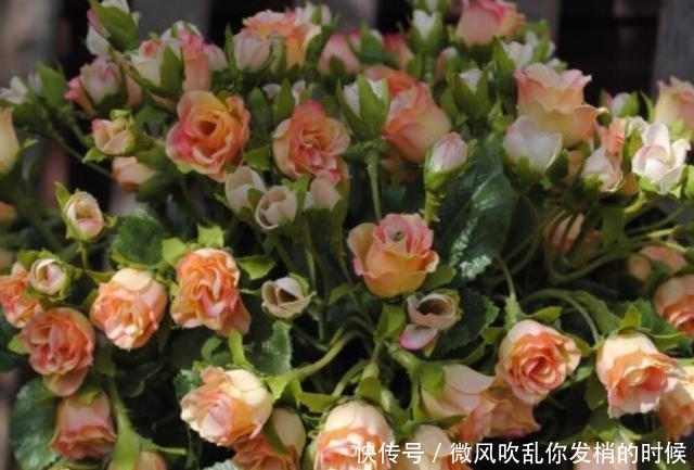 隐忍|能屈能伸,进退有度的星座,得意时高调,失意时又能保持隐忍