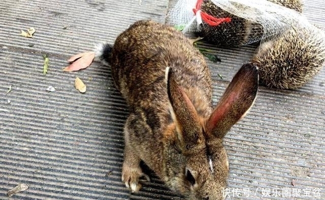后路|男子拉着一车野兔去卖,50元一只很便宜,近看后路人都变了脸色